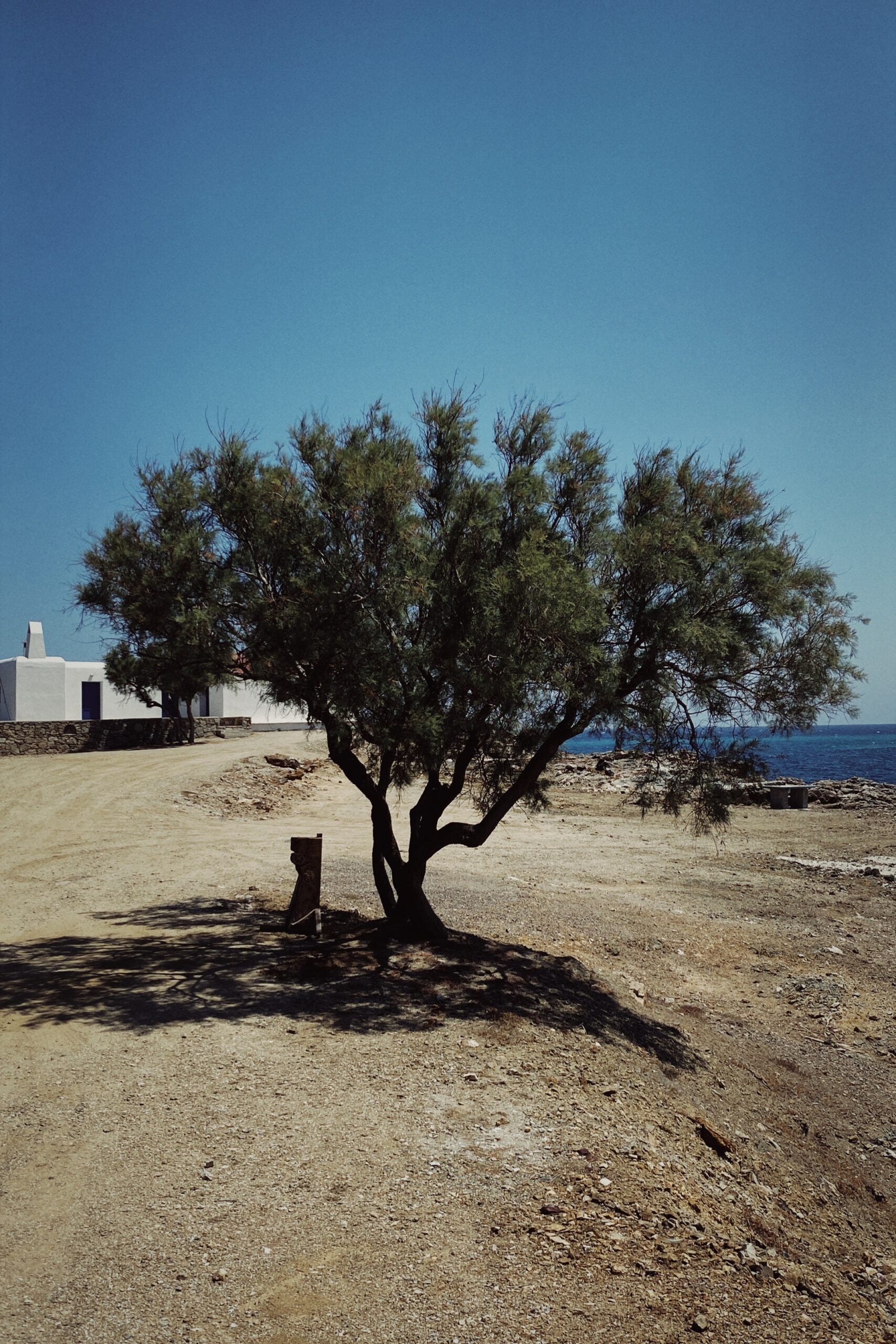 Shot with NOMO Minilux.